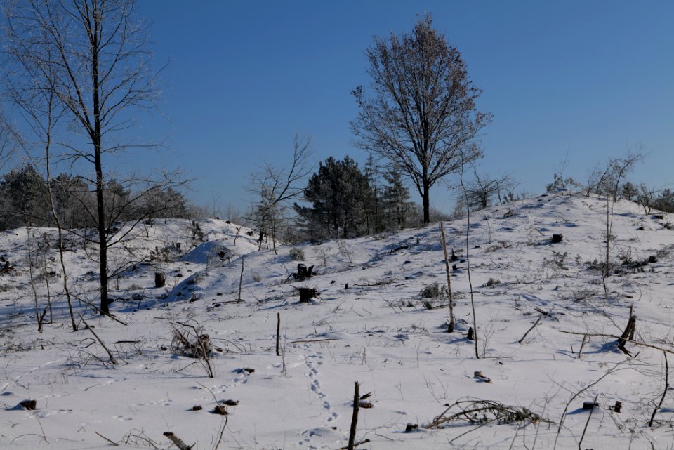 Döberitzer Heide with snow 2021-02-14 175