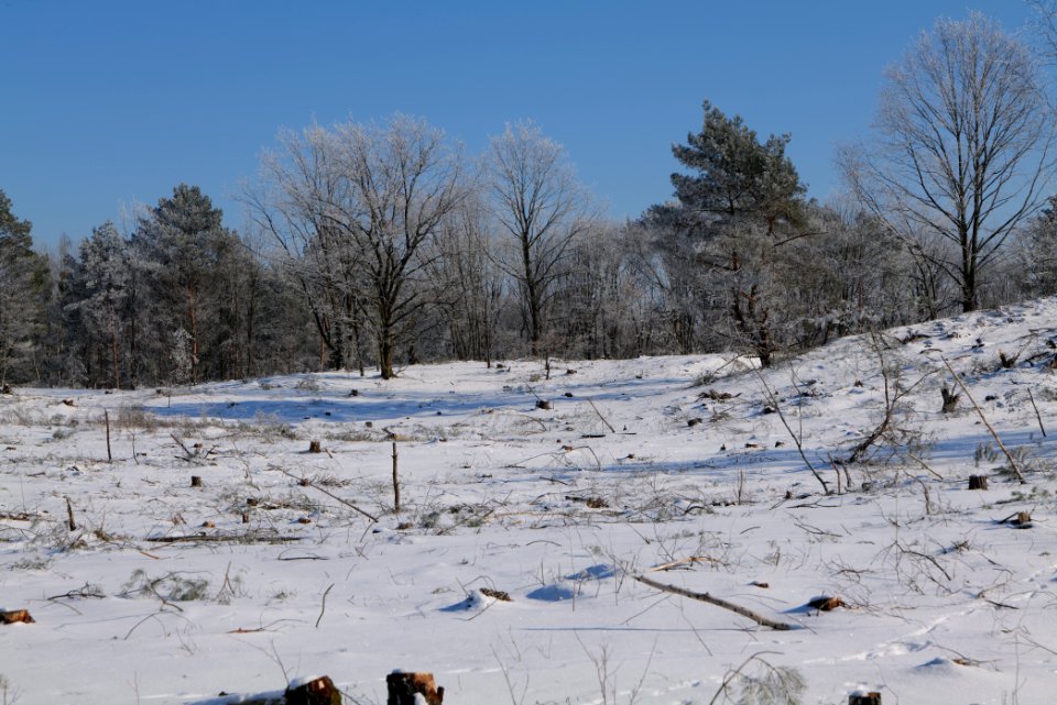 Döberitzer Heide with snow 2021-02-14 177