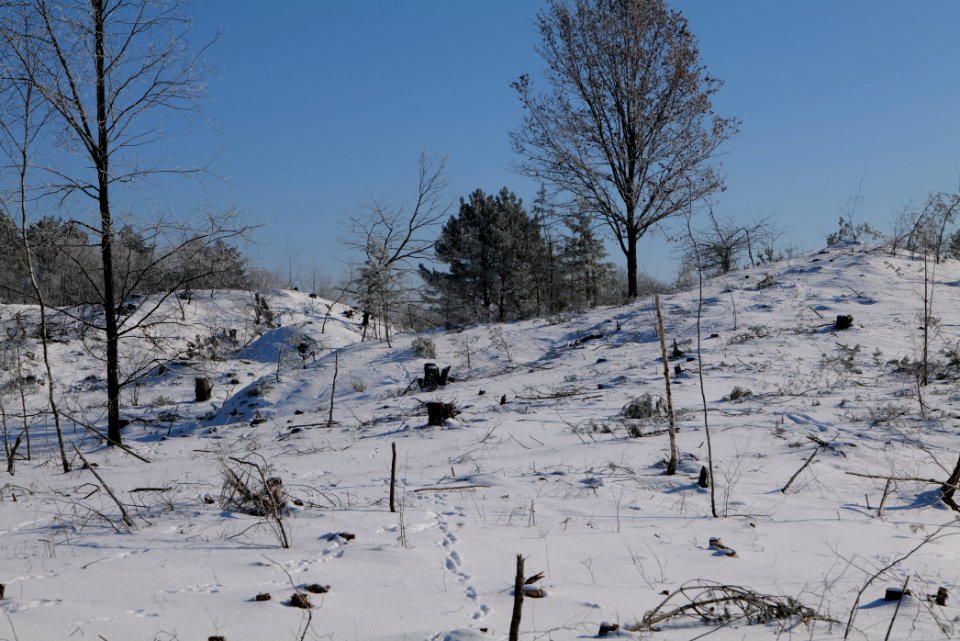 Döberitzer Heide with snow 2021-02-14 176