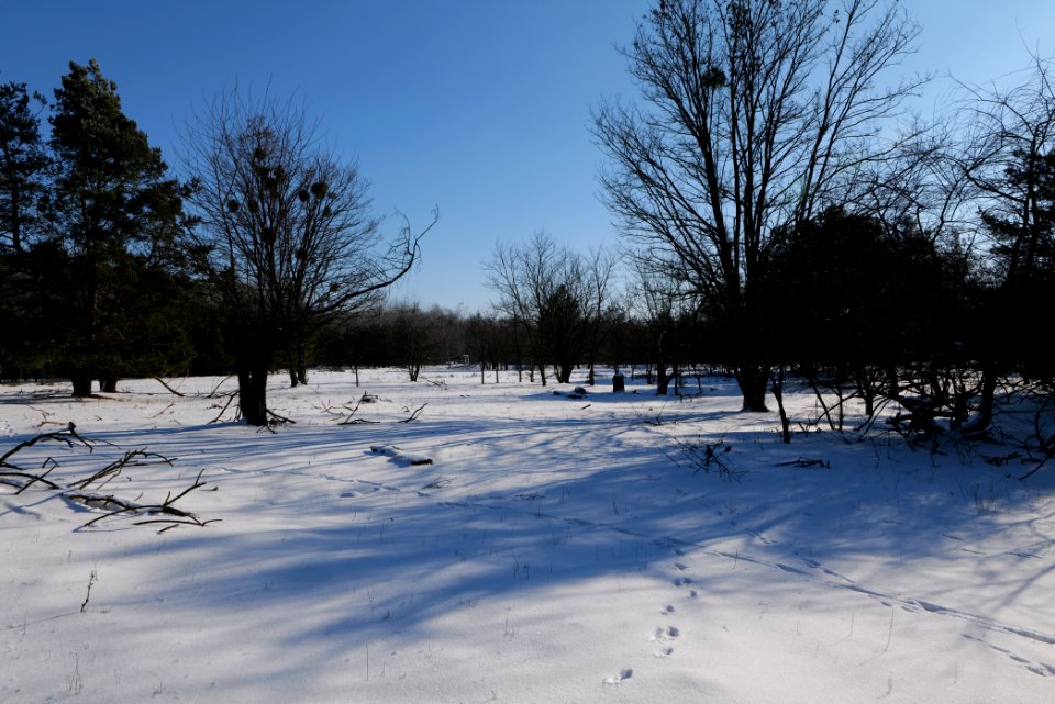 Döberitzer Heide with snow 2021-02-14 189