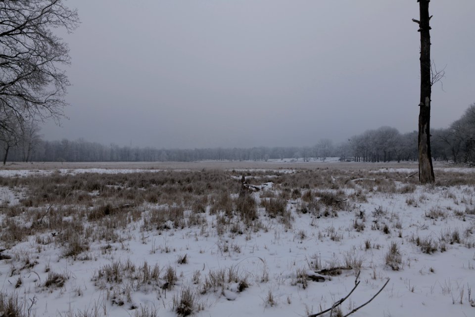 Döberitzer Heide with snow 2021-02-14 19