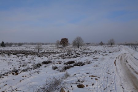Döberitzer Heide with snow 2021-02-14 157
