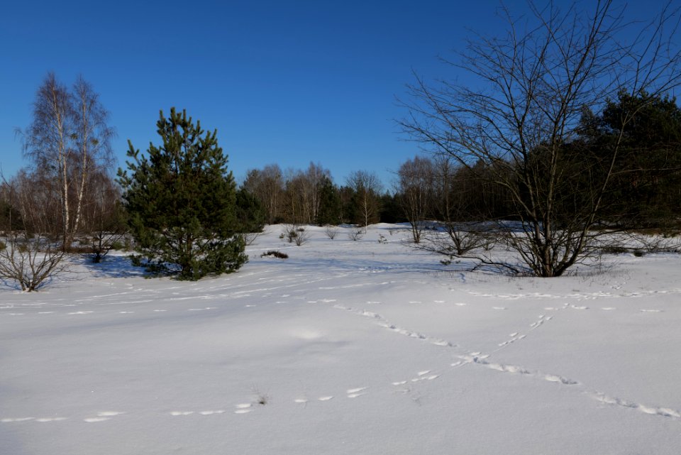 Döberitzer Heide with snow 2021-02-14 208