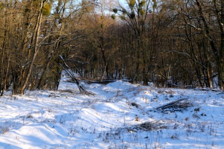 Döberitzer Heide with snow 2021-02-14 259