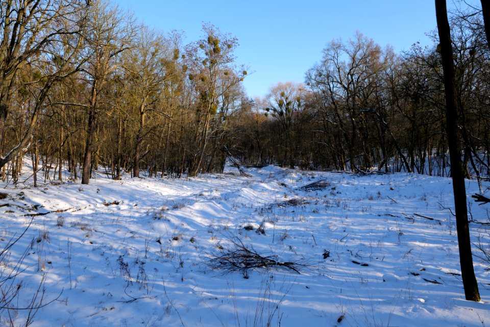 Döberitzer Heide with snow 2021-02-14 258