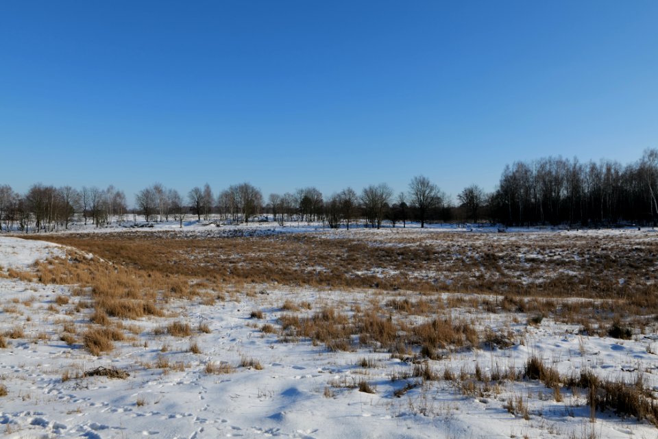 Döberitzer Heide with snow 2021-02-14 251