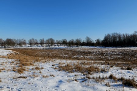 Döberitzer Heide with snow 2021-02-14 251