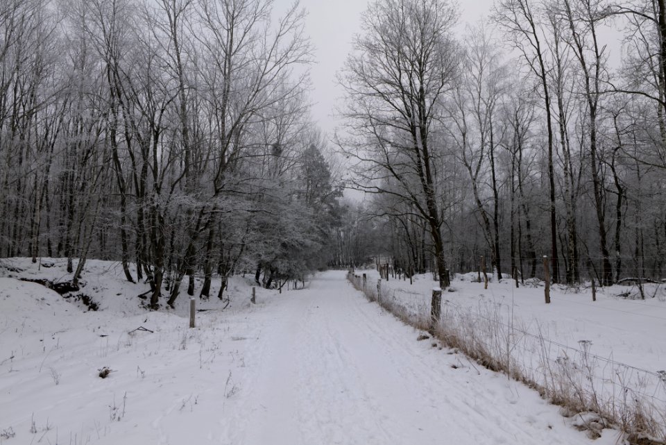 Döberitzer Heide round trail with snow 2021-02-14 29