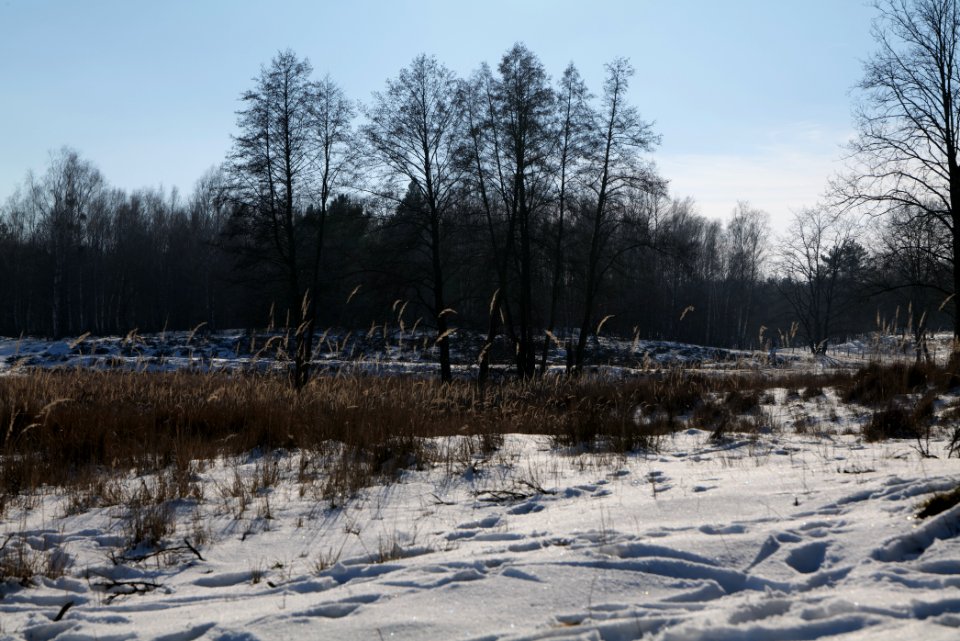 Döberitzer Heide with snow 2021-02-14 249