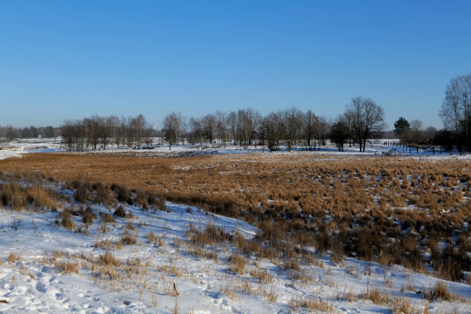 Döberitzer Heide with snow 2021-02-14 252