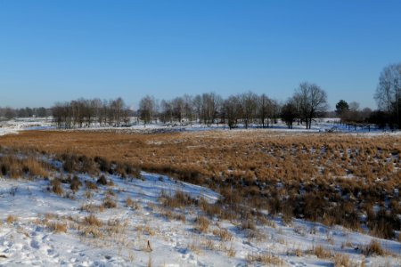 Döberitzer Heide with snow 2021-02-14 252