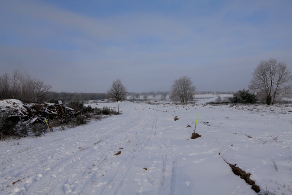 Döberitzer Heide with snow 2021-02-14 159