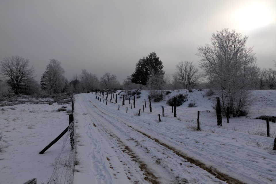 Döberitzer Heide round trail with snow 2021-02-14 88