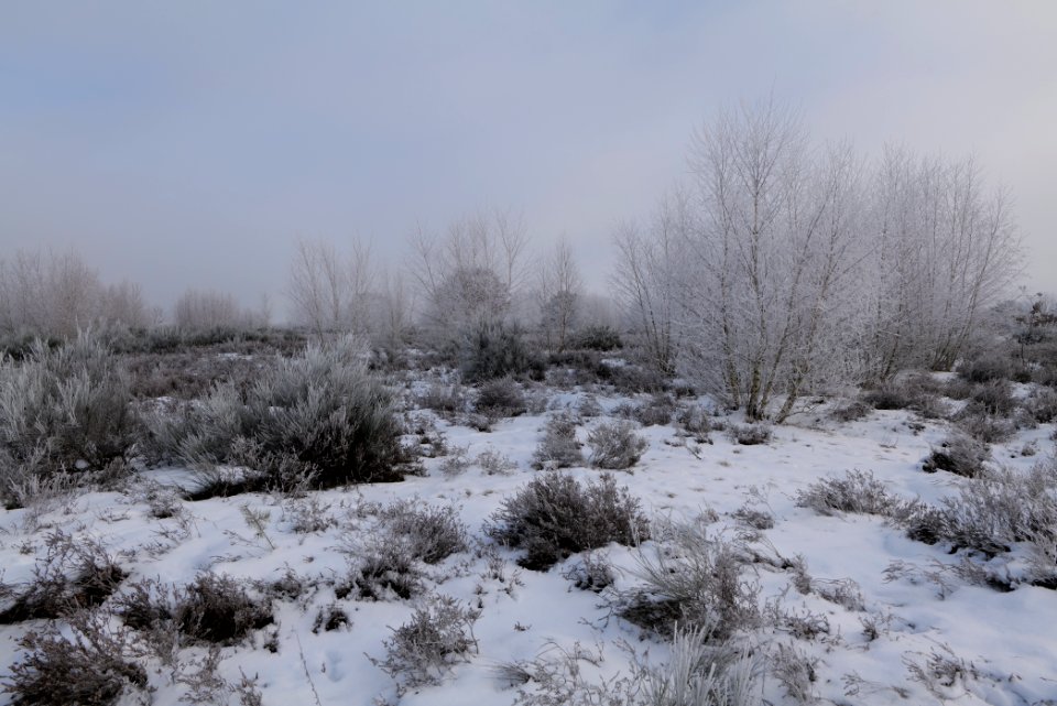 Döberitzer Heide with snow 2021-02-14 141