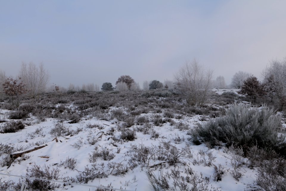 Döberitzer Heide with snow 2021-02-14 139