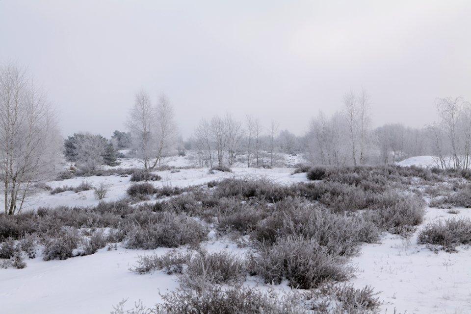Döberitzer Heide with snow 2021-02-14 138