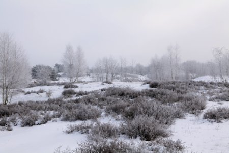 Döberitzer Heide with snow 2021-02-14 138