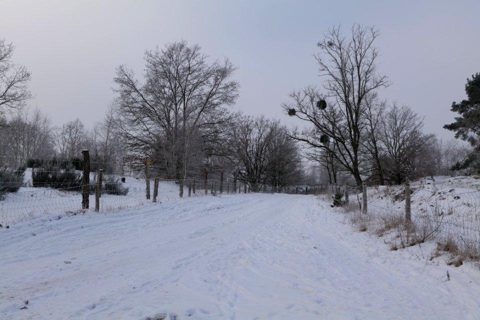 Döberitzer Heide round trail with snow 2021-02-14 81