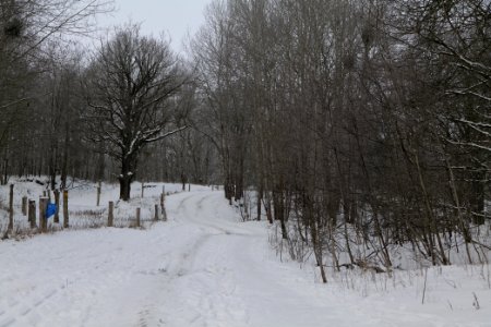 Döberitzer Heide round trail with snow 2021-02-14 74