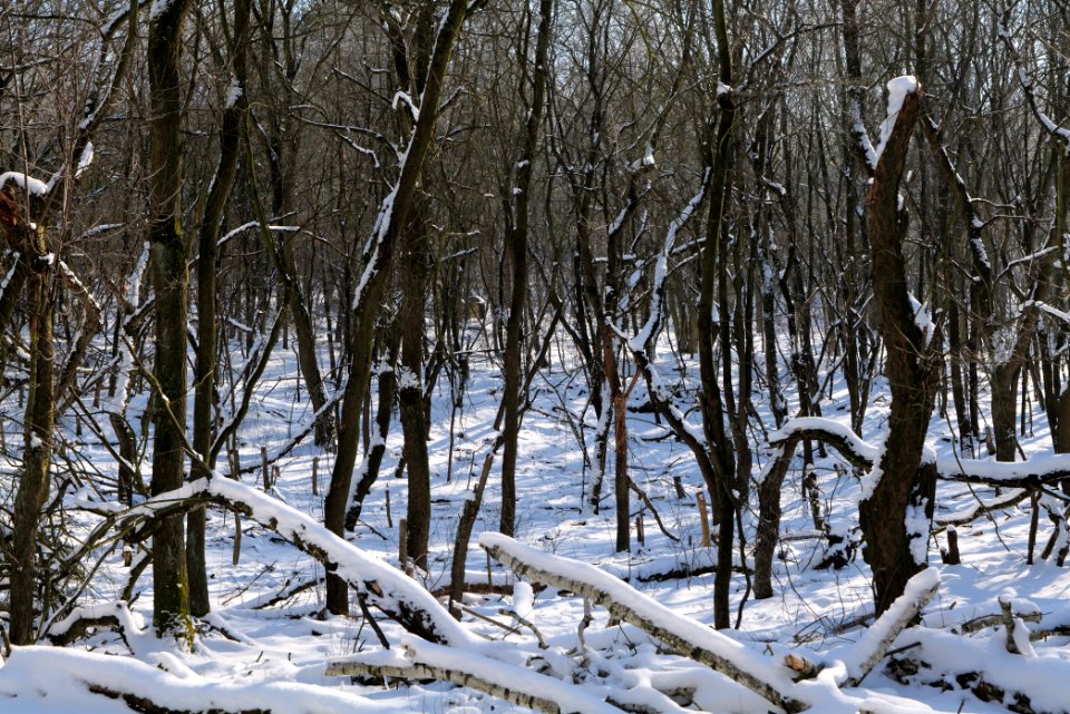 Döberitzer Heide with snow 2021-02-14 168