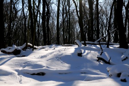 Döberitzer Heide with snow 2021-02-14 166