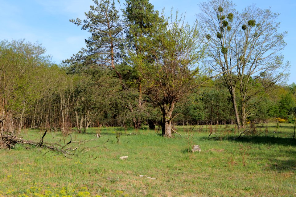 Döberitzer Heide open landscape 2020-05-08 182
