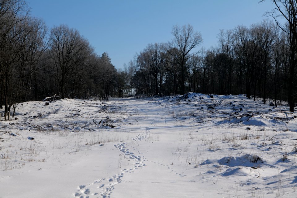 Döberitzer Heide with snow 2021-02-14 163