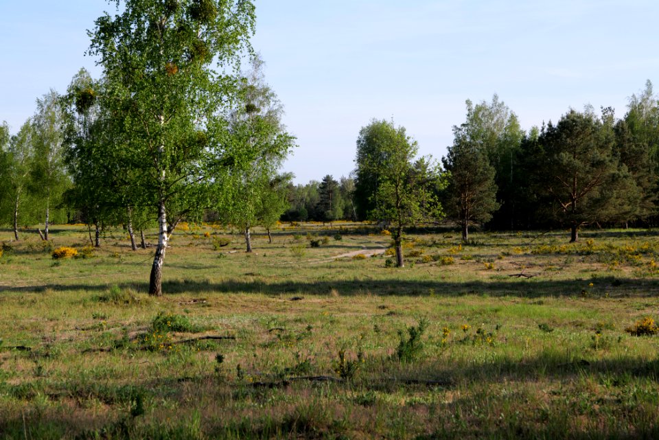 Döberitzer Heide open landscape 2020-05-08 201