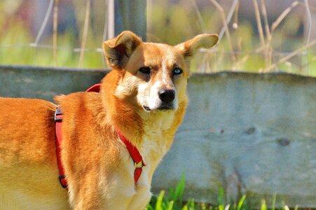 Pet brown good aiderbichl