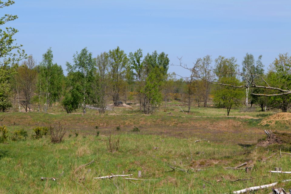 Döberitzer Heide open landscape 2020-05-08 38
