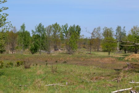 Döberitzer Heide open landscape 2020-05-08 38