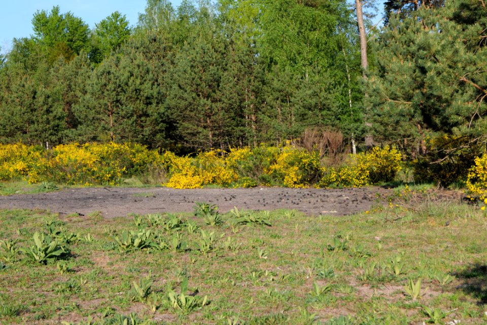 Döberitzer Heide open landscape 2020-05-08 187