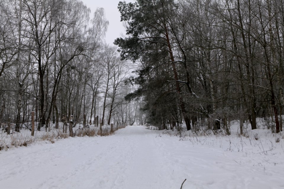 Döberitzer Heide round trail with snow 2021-02-14 27