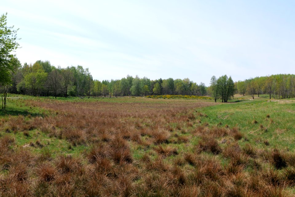 Döberitzer Heide open landscape 2020-05-08 62