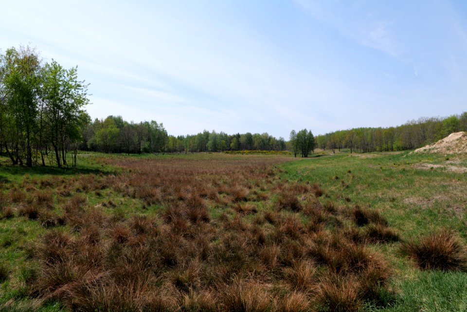 Döberitzer Heide open landscape 2020-05-08 60