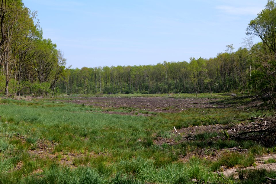 Döberitzer Heide open landscape 2020-05-08 209