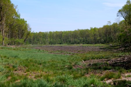 Döberitzer Heide open landscape 2020-05-08 209