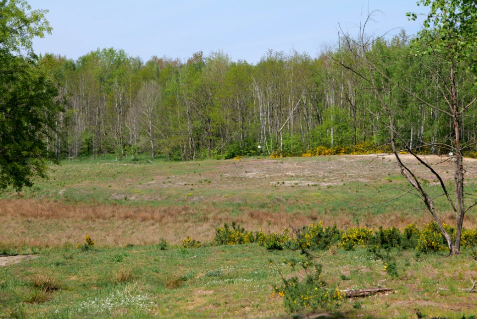 Döberitzer Heide open landscape 2020-05-08 48