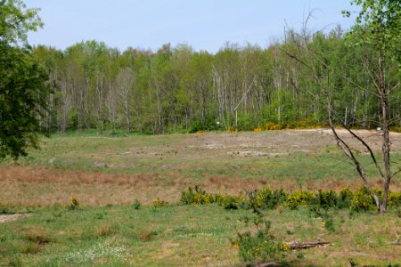Döberitzer Heide open landscape 2020-05-08 48