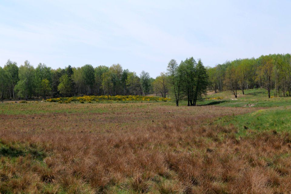 Döberitzer Heide open landscape 2020-05-08 55