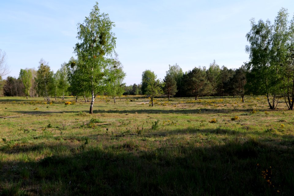 Döberitzer Heide open landscape 2020-05-08 202