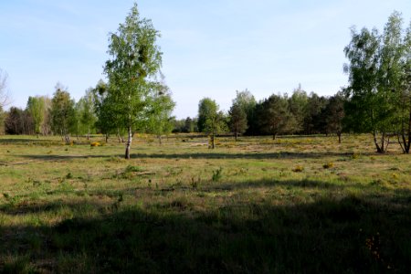 Döberitzer Heide open landscape 2020-05-08 202