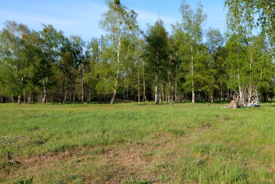 Döberitzer Heide open landscape 2020-05-08 199
