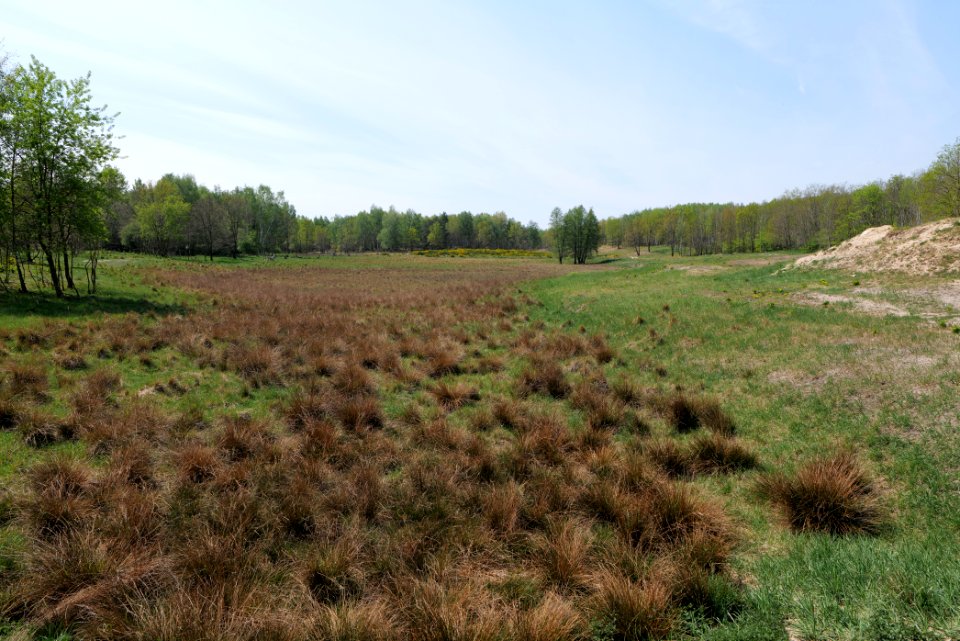 Döberitzer Heide open landscape 2020-05-08 65