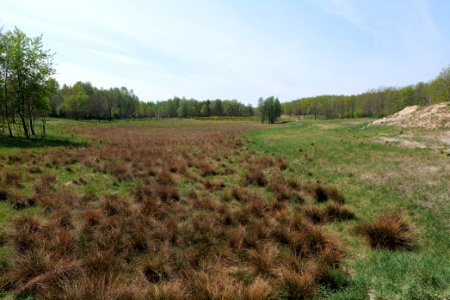 Döberitzer Heide open landscape 2020-05-08 65