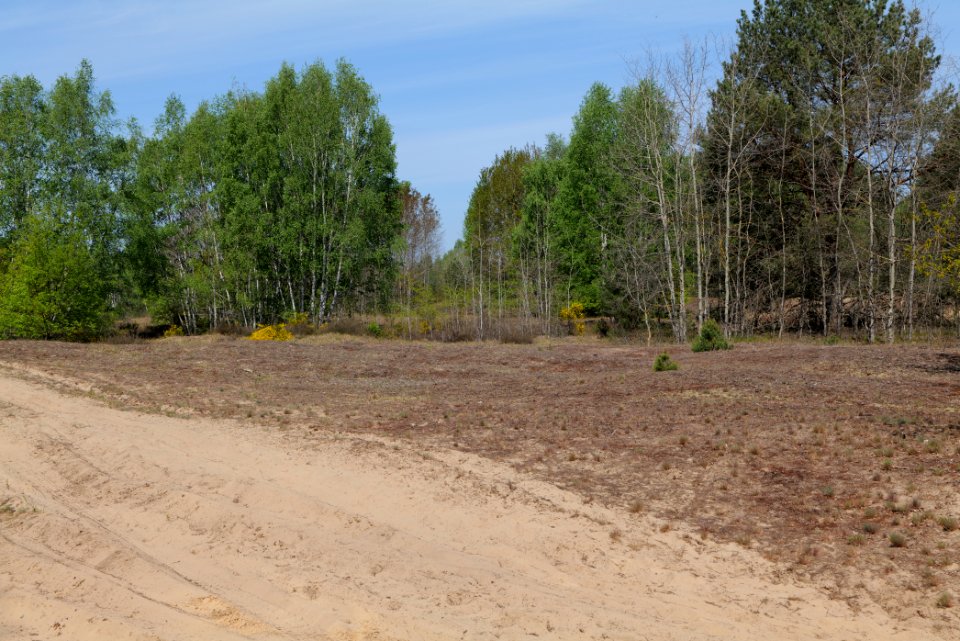 Döberitzer Heide open landscape 2020-05-08 214