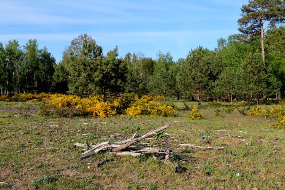 Döberitzer Heide open landscape 2020-05-08 186