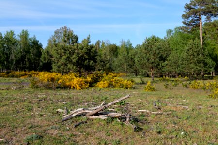 Döberitzer Heide open landscape 2020-05-08 186