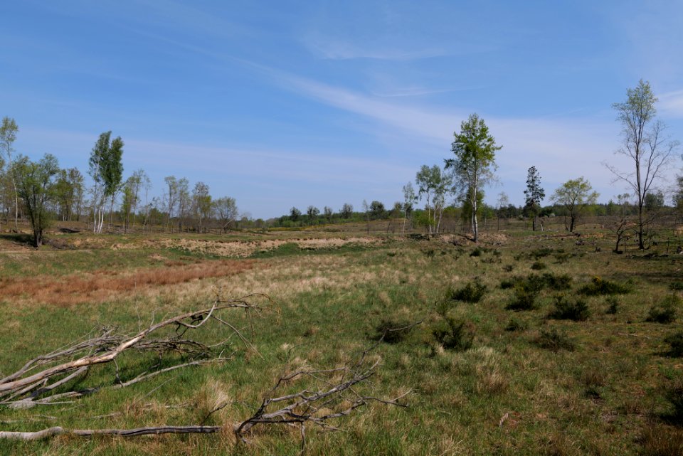 Döberitzer Heide open landscape 2020-05-08 52