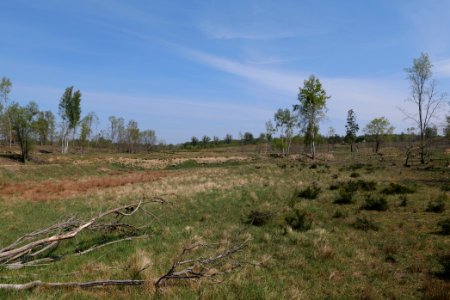 Döberitzer Heide open landscape 2020-05-08 52